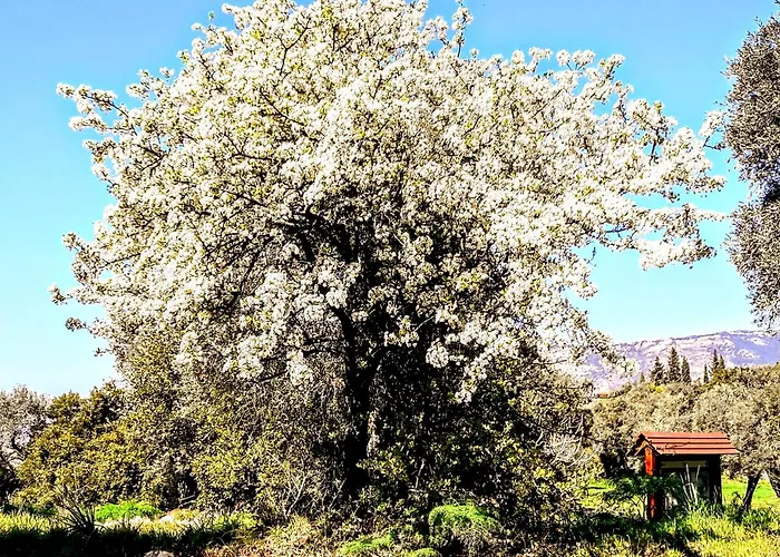 Big Mama Jungle Rooms
